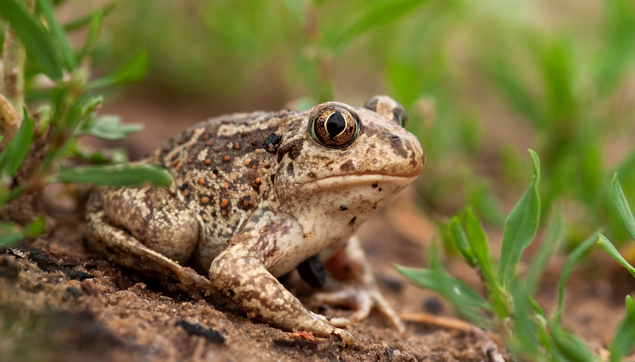 Small bodies of water not used commercially are veritable biod - Bild 3